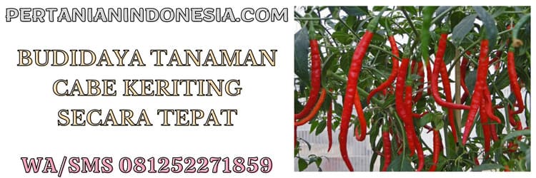 budidaya,tanaman,budidaya tanaman,cabe keriting,cabai keriting